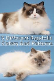 5 Different Ragdolls Colors And Patterns Ragdoll Cat Colors Common Cat Breeds Popular Cat Breeds