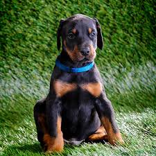 The family i have now tells me that i am a true cutie and any family would be lucky to have me. 1 Doberman Puppies For Sale In Orlando Fl Uptown