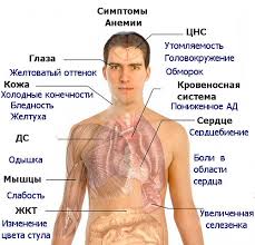 Muchayut Toshnota Golovokruzhenie Slabost Prichiny I Lechenie Netgastritu Yandeks Dzen
