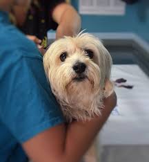 We did not find results for: Pet Vaccinations Deworming Los Angeles Sherman Oaks Beverly Hills