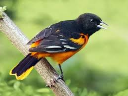 Barbara lea, johnny windhurst quintet. Baltimore Oriole Overview All About Birds Cornell Lab Of Ornithology Baltimore Orioles Oriole Bird Baltimore Orioles Birds