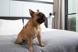 With the help of 2 animal restraints, you're able to easily wash both sides of your dog, while keeping him/her securely in place. The Best Places To Travel With Your Dog This Summer Fathom