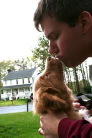 Nova Scotia Ducking Tolling Retriever