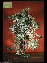 Image result for Calyptrochilum