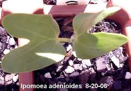 Image result for Ipomoea adenioides