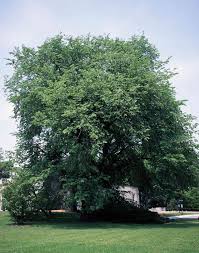 Image result for Ulmaceae