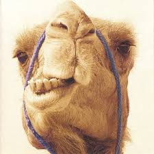 Gazze 1516'de yavuz sultan selim'in mısır seferi sırasında osmanlı topraklarına katıldı. Max Gazze S Stream