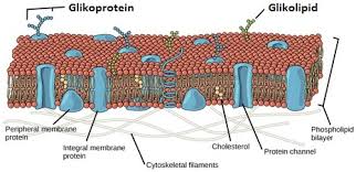 The glycocalyx, also known as the pericellular matrix, is a glycoprotein and glycolipid covering that surrounds the cell membranes of some bacteria, epithelia, and other cells. Membran Sel Struktur Tujuan Dan Fungsinya Usaha321 Net