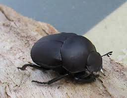 Image result for Canthium bugoyense