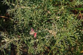Image result for Indigofera cecilii