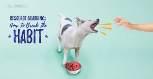 Resource guarding is when a dog has first we must understand that resource guarding is a normal behavior and since dogs live in a. Resource Guarding In Puppies How To Break The Habit Dogs Naturally