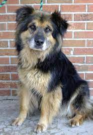 Lily Shepherd 8 Yrs Old Humane Society Of Southeast Missouri Cape Girardeau Mo Http Www Semopets Org Page Adopt Ht Dog Adoption Dogs Happy Dogs
