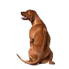 Image result for rhodéský ridgeback