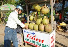 Dừa sáp thuộc nhóm giống . Dá»«a Sap Tra Vinh Luon Hut Hang Gia Ban Kha Cao