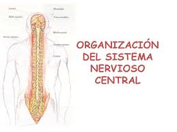 Se conoce como central, ya que integra la información de todo el cuerpo y coordina la actividad en todo el organismo. Dibujo Del Sistema Nervioso Periferico Para Colorear