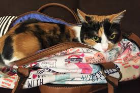 Budget idea for hiding your cats litter box. 8 Questions About Calico Cats Answered Catster