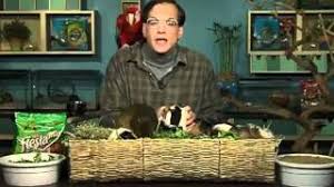 However, they also have setup and ongoing costs. Guinea Pigs Petco Youtube