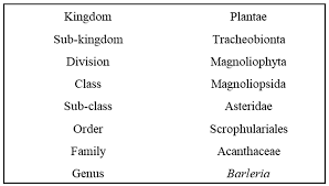 Image result for Barleria tanzaniana