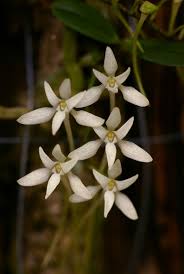 Image result for Mystacidium venosum