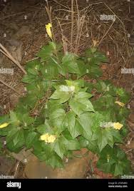 Image result for Azanza lampas