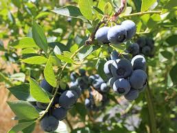 Mientras los colegios del país mantengan la suspensión parcial de clases presenciales, el gobierno a través de junaeb seguirá entregando canastas individuales de alimentación. Acuerdo Beneficiara Al 45 De La Produccion De Berries De La Araucania Mundoagro