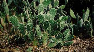 However, the thorns are painful and can cause infections that. Several Species Of Cactus Are Illegal And Could Land You A Massive Fine 7news Com Au