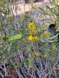 Image result for Cassia burttii