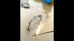 Ikan cupang yang masih berukuran sedang, tentu porsi makannya lebih sedikit. Ikan Tapah Monster Yang Segini Mampu Makan Manusia Giant Catfish Kalimantan Youtube