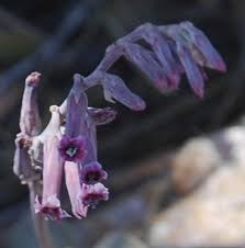 Image result for Chassalia umbraticola