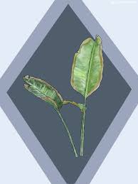 Propagation Bird Of Paradise Rhizome Pin On Garden
