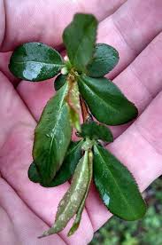 Green leaf bush with pink flowers. What Is This Shrub With Pink Buds That Open Into Green Leaves Gardening Landscaping Stack Exchange