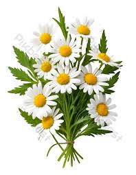 白い背景にカモミールの花が表示されました イラスト｜PNG 無料ダウンロード - Pikbest