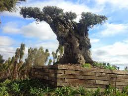 Thus, trim off any old, dried, or decayed roots. Olive Trees For Sale Uk Paramount Plants And Gardens