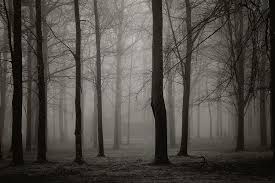 Foggy Woods By Melissa Wegner Foggy Haunted Forest Wood Photograph