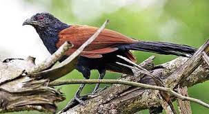 Mengenal lebih dekat burung flamboyan perbedaan jantan dan betina flamboyan.mp3. Download Suara Burung Bubut Pacar Jambul Gacor Mp3 Harga