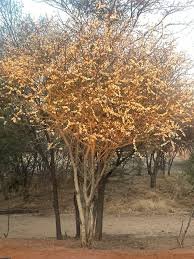 Image result for Acacia mellifera