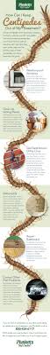 The centipede is king of your basement ou news bureau. Protecting Your Basement From Centipedes Infographic Plunkett S Pest Control