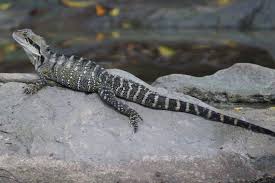 How To Train Your Australian Water Dragon Water Dragon Australian Dragon