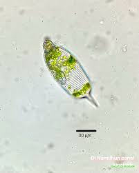Image result for Raphidiocystis jeffreyana