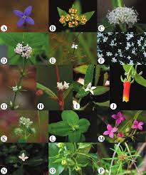 Image result for Oldenlandia lancifolia