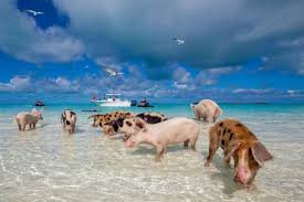 Want to explore another bahamian island? Nassau S Most Unforgettable Boating Day Trips And Excursions 2016 Tru Bahamian Food Tours