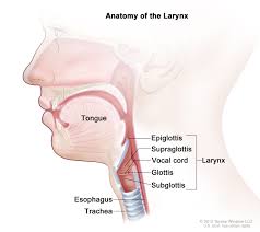 Symptoms of throat cancer in the earliest phase resemble those of a sore throat. Definition Of Supraglottis Nci Dictionary Of Cancer Terms National Cancer Institute