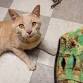 Cat Behavior 101 event image