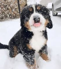 With sufficient space and tolerance for slobber, you can. Bernese Mountain Dogs Cute Dogs Cute Baby Animals Cute Animals