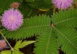 The geotropic movement is brought about by the auxin hormone. Mimosa The Sensitive Plant That Spied On Slave Hunters For Africans Face2face Africa