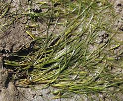 Image result for Zostera capensis