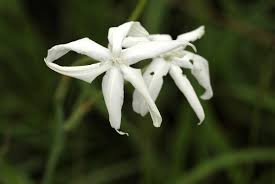 Image result for Afrosolen schimperi