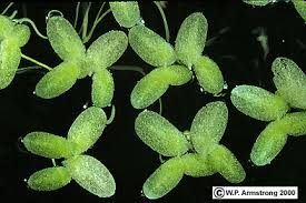 Image result for Lemna