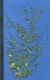 Image result for Phyllanthus nummulariifolius