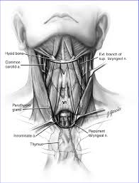 Muscles of anterior neck and throat swallowing diagram. Schematic Anterior View Of The Neck Indicating Boundaries Of The Download Scientific Diagram